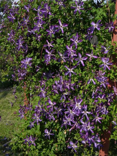 Venosa violacea - Clematite 2018