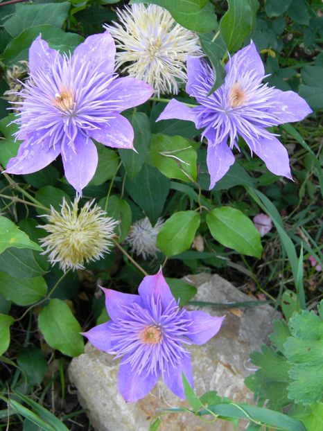  - Clematite 2018