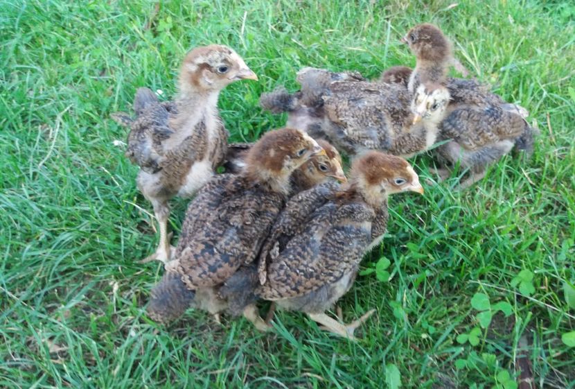  - Pui Plymouth 2018 - 2021