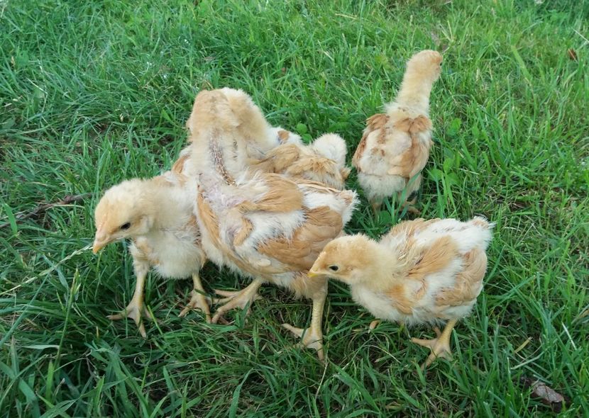  - Pui Plymouth 2018 - 2021