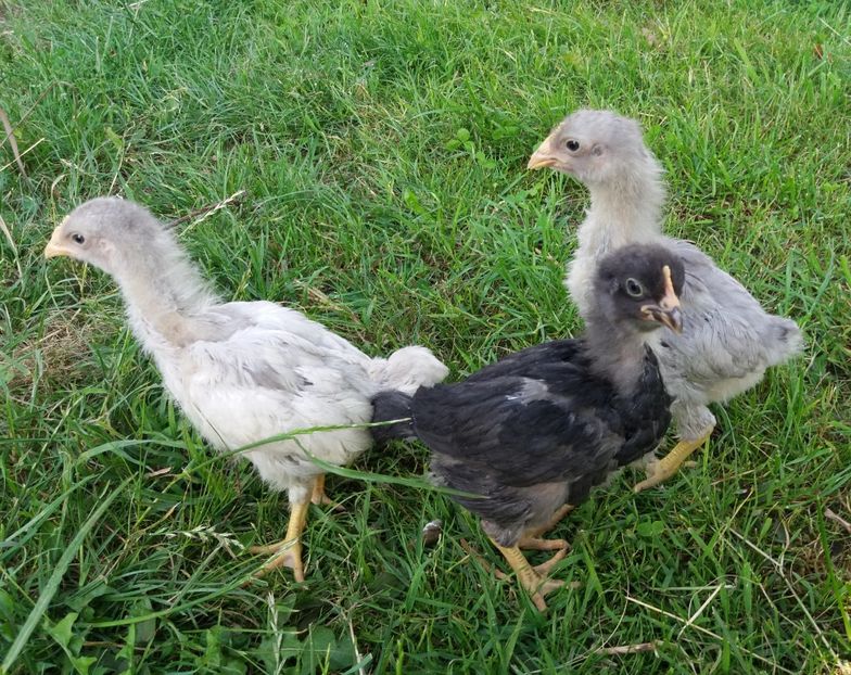  - Pui Plymouth 2018 - 2021