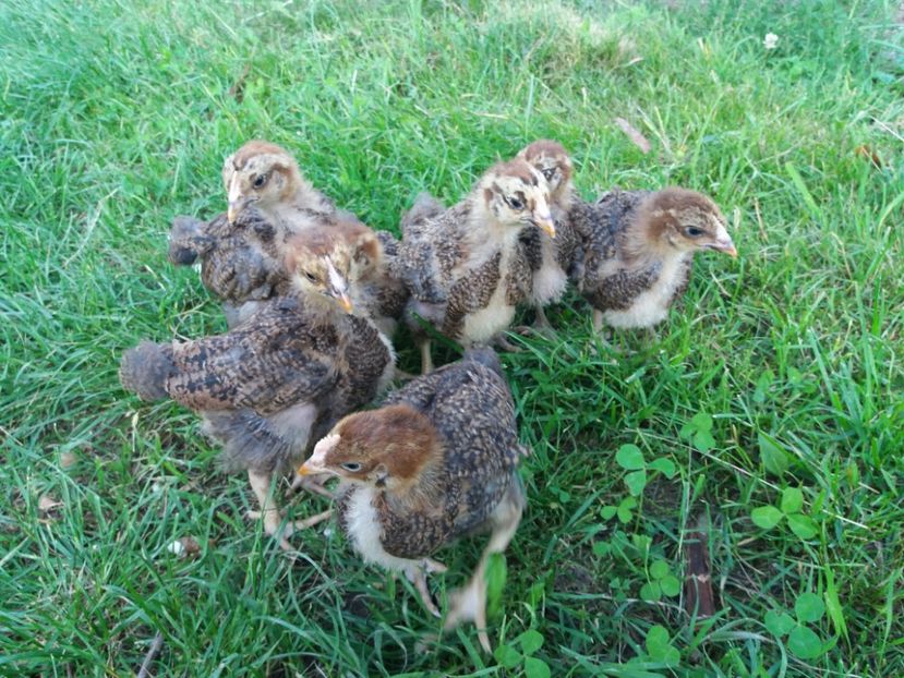  - 2 Plymouth partridge 2012-2022 arhiva