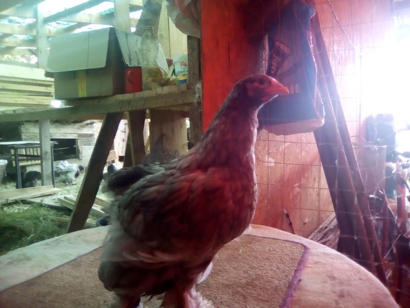  - BRAHMA ALBASTRU 2018