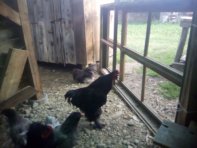  - BRAHMA ALBASTRU 2018