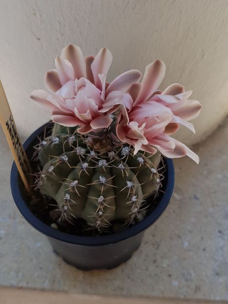 Gymnocalicium quehlianum - Cactusi si plante suculente 2017-2018-2019