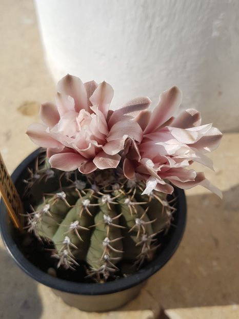  - Cactusi si plante suculente 2017-2018-2019