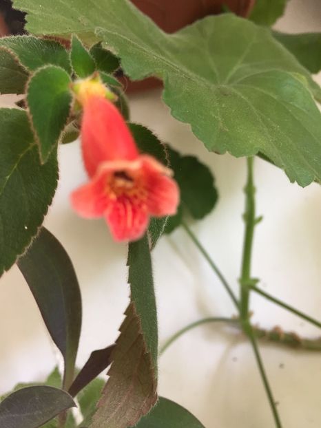 171f6fa5-9b1a-4869-a9dc-b58d59b0ae20 - FLORILE MELE 2018