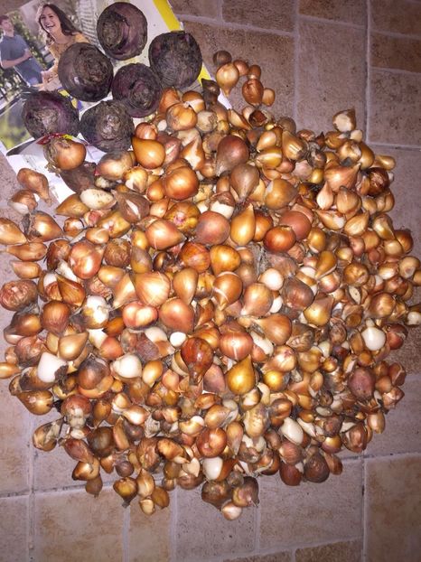 44dbc659-db2f-44f5-bc5d-b34750365de9 - Achizitii FLORI 2018