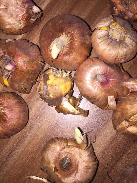 d8558900-8c9a-42df-a6ff-d33ded492a98 - Achizitii FLORI 2018