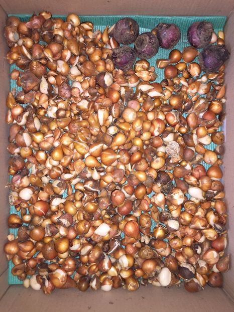 6fec6355-128c-4873-b580-9986c7bd9a0d - Achizitii FLORI 2018