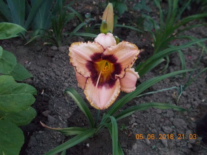 daring dilema(trebuia daring deception)-1s,1 - Hemerocallis 2018