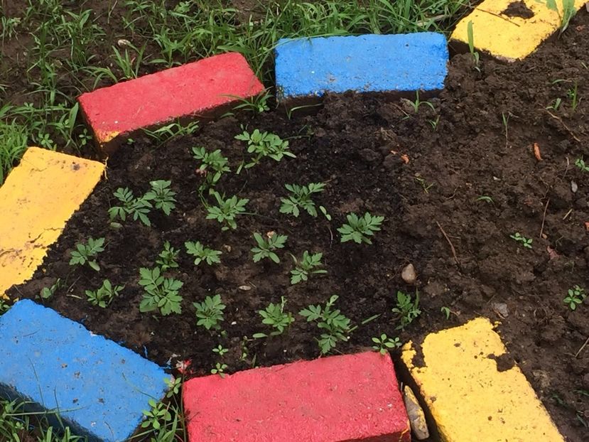 8bbc385b-efb4-474c-9d61-2f78bd5ad9e0 - Decor ptr gradină facute de mine