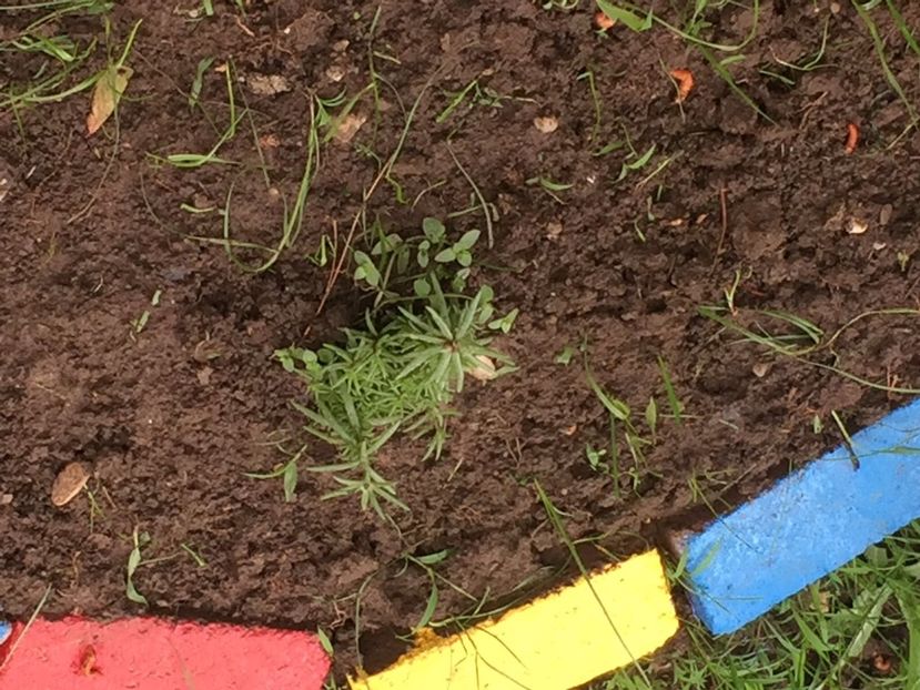 b0104351-121d-48bb-90c2-02b8cdb886ba - Decor ptr gradină facute de mine