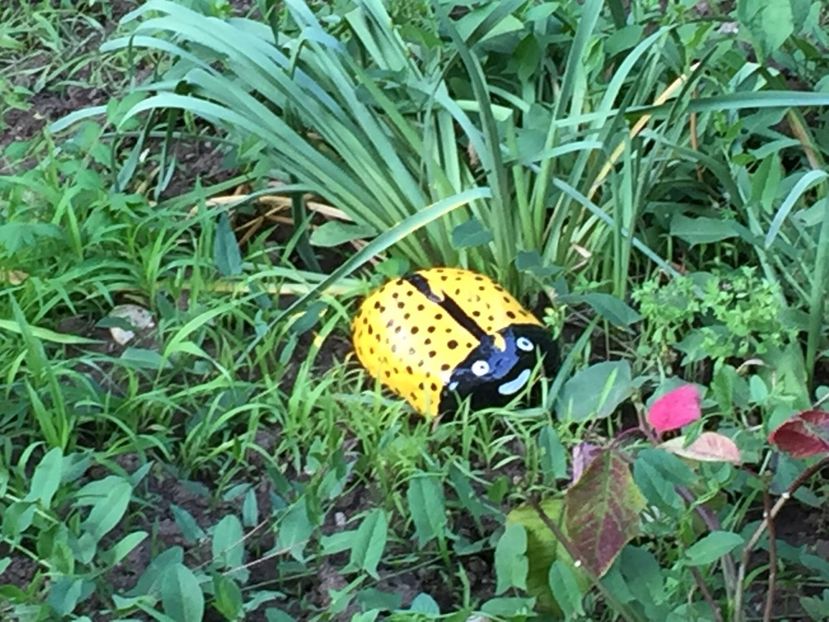 8ed2b171-a4f0-4c8a-bd64-038efa841dab - Decor ptr gradină facute de mine