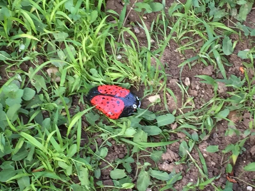 277d84d8-f980-4e9e-9dca-ff922d563407 - Decor ptr gradină facute de mine