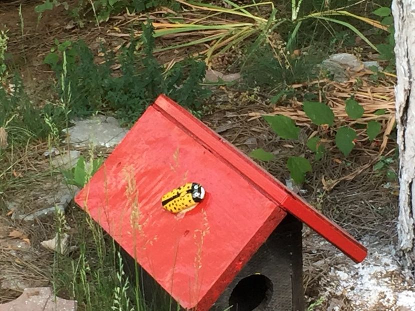 eeeb46a0-5e75-42bd-905e-2ca3573a21fc - Decor ptr gradină facute de mine