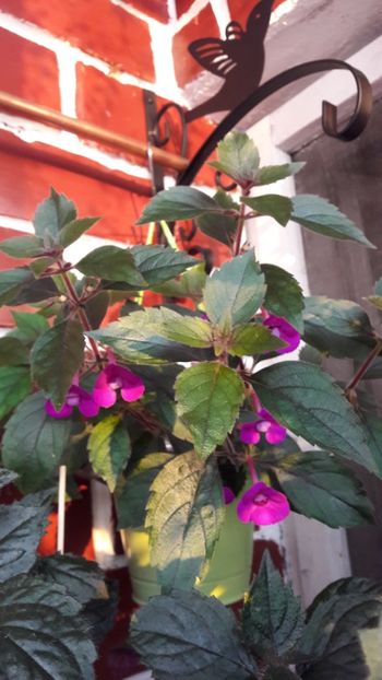 Violaceea - 09 Achimenes 2018