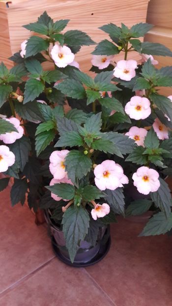 Rozi Roza - 09 Achimenes 2018