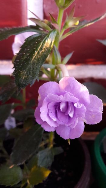 Saint Malo - 09 Achimenes 2018