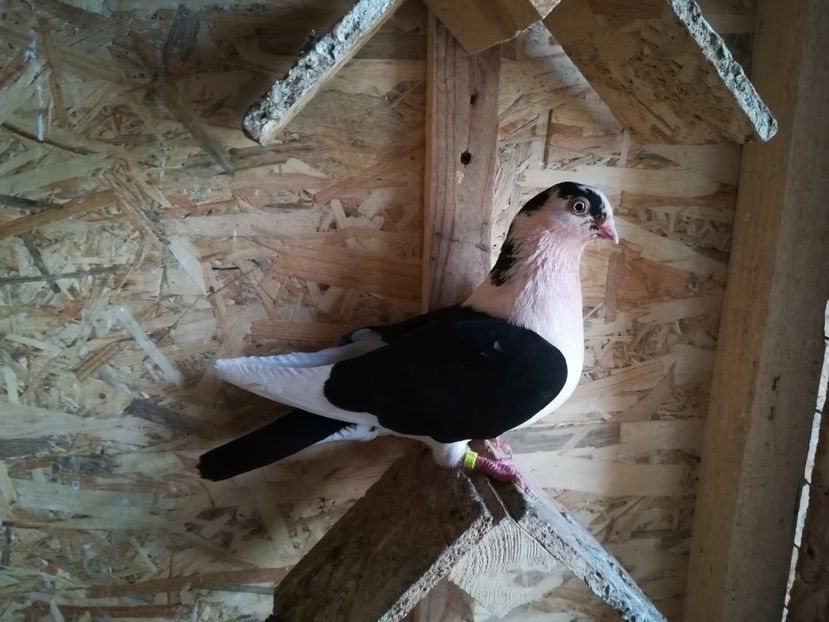  - porumbei care mi-au apartinut