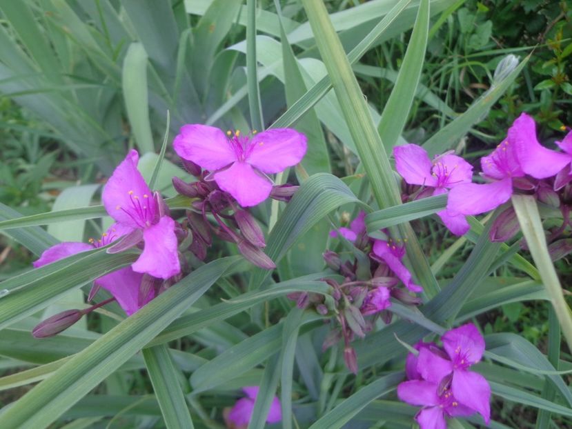 Tradescantia - Surasul gradinii