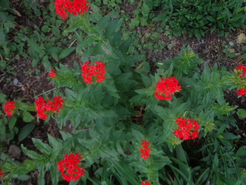 Lychnis chalcedonica - Surasul gradinii