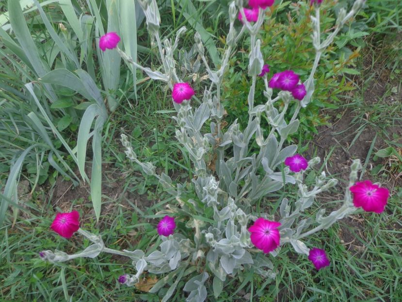 Lychnis coronaria - Surasul gradinii