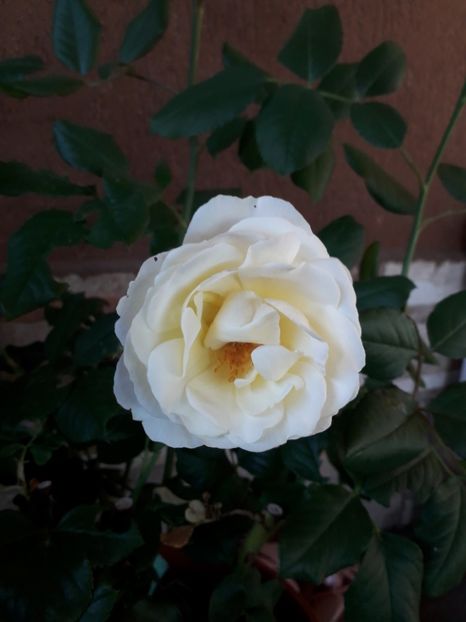 2018 - Uetersener Klosterrose