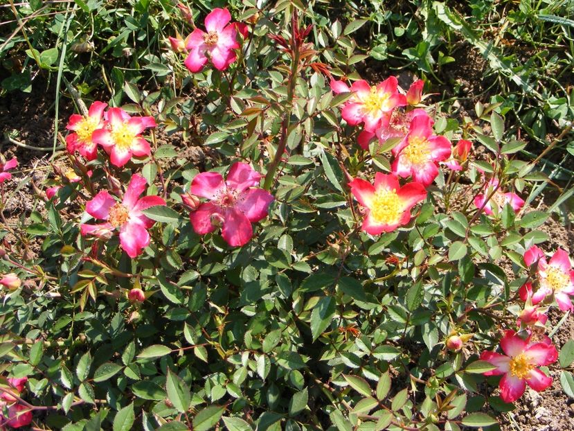 Star Profusion - 2018