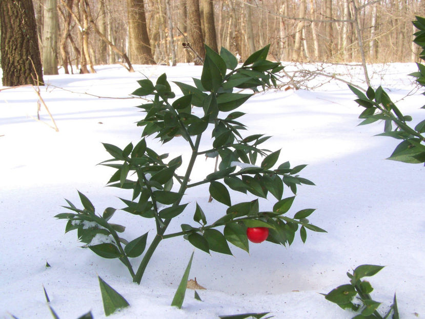  - Ghimpele- Ruscus aculeatus