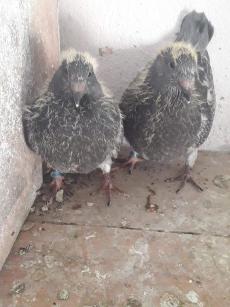 received_1655068731277228 - Pui 2018