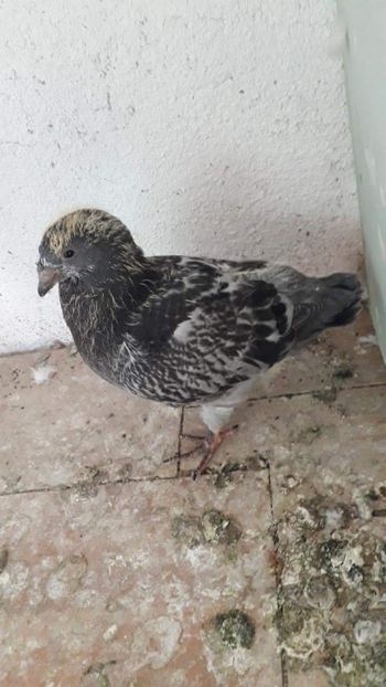 received_1655065141277587 - Pui 2018