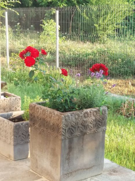 Coeurs de vendee, primele flori inceput de iunie - Coeurs de vendee