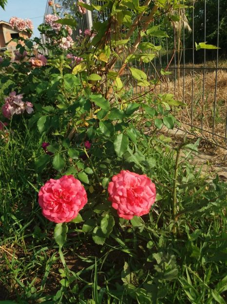 Rosarium Uetersen, prima inflorire inceput de iunie - Rosarium Uetersen