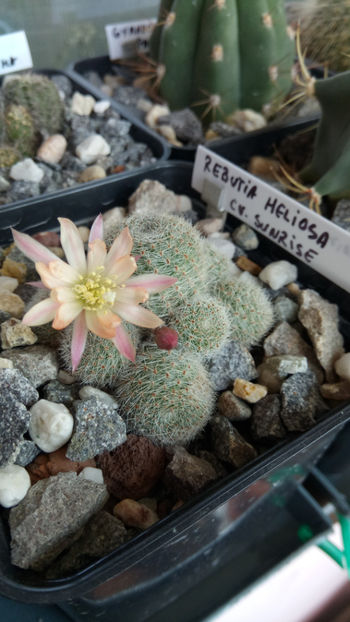 03.06.2018 - Rebutia heliosa cv sunrise