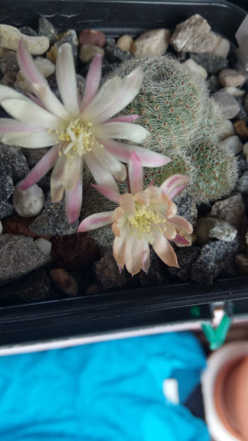 03.06.2018 - Rebutia heliosa cv sunrise