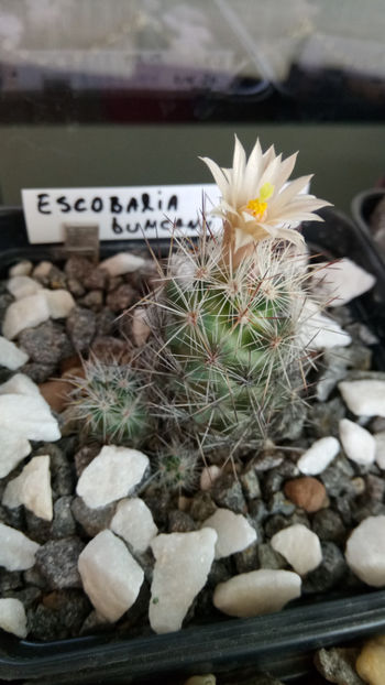 04.06.2018 - Escobaria duncanii