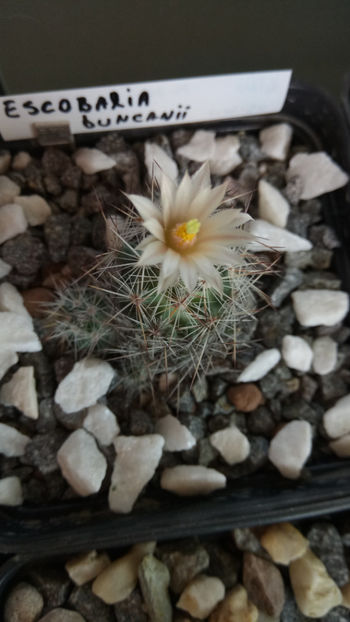 04.06.2018 - Escobaria duncanii