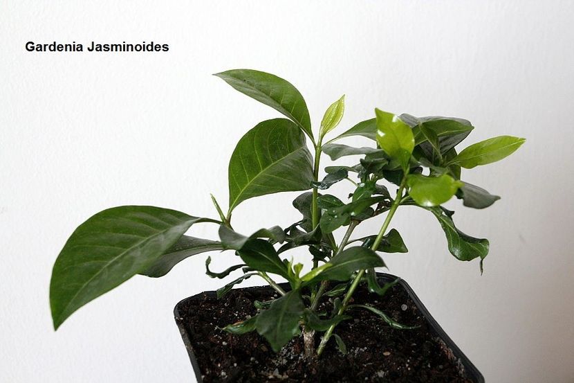 06.06.18 - 3 Gardenia- inradacinare