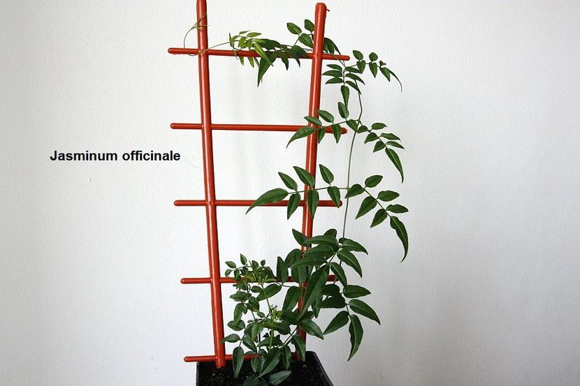 06.06.18 - 1 Iasomie- inradacinare