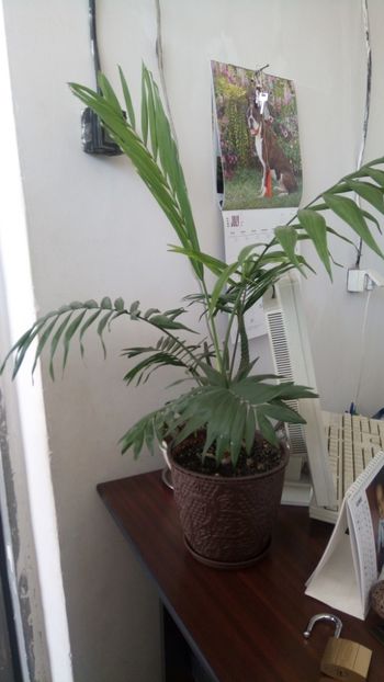  - Palmier-Chamaedorea elegans