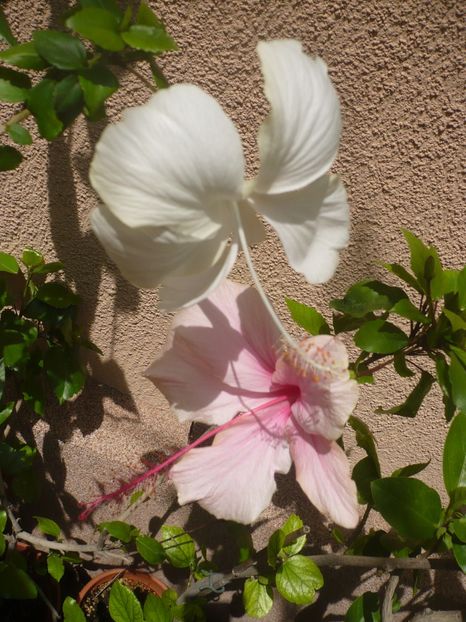06.06.2018 - HIBISCUSI 2018-2
