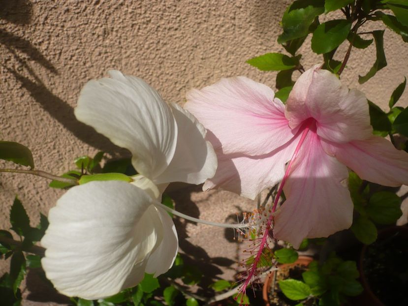 P1370817 - HIBISCUSI 2018-2