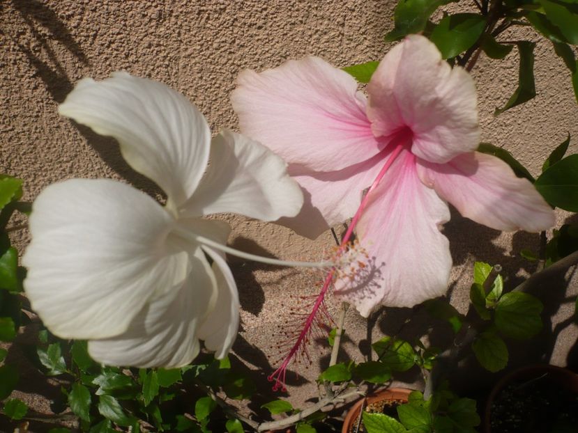 P1370818 - HIBISCUSI 2018-2