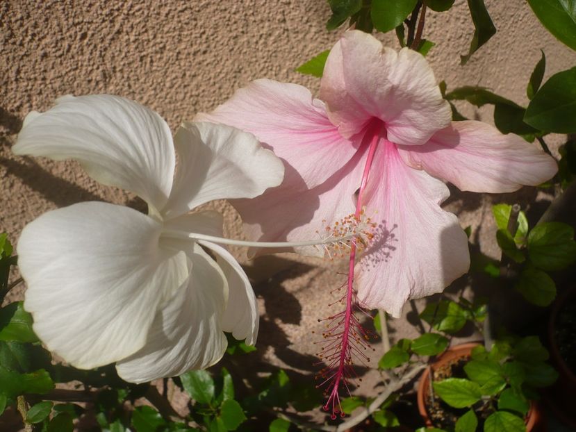 P1370819 - HIBISCUSI 2018-2