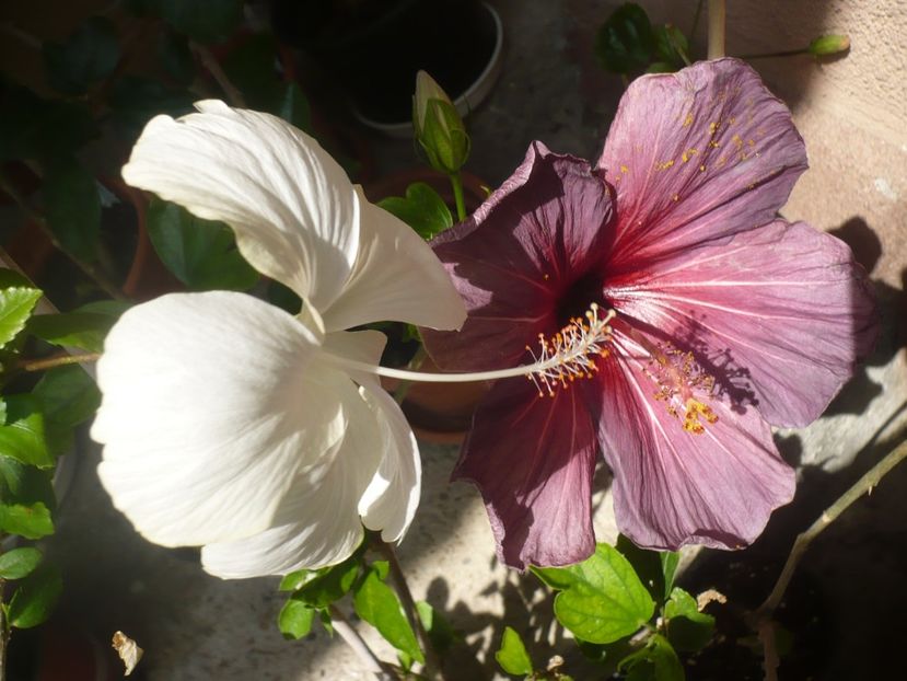 P1370820 - HIBISCUSI 2018-2