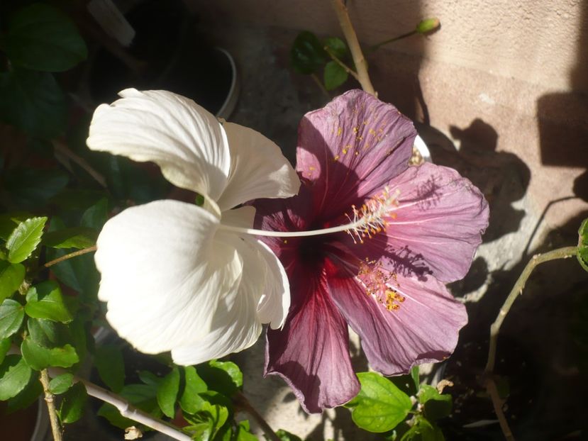 P1370821 - HIBISCUSI 2018-2