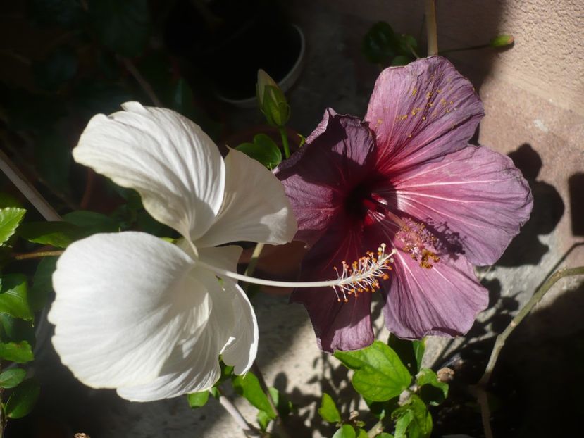 P1370822 - HIBISCUSI 2018-2