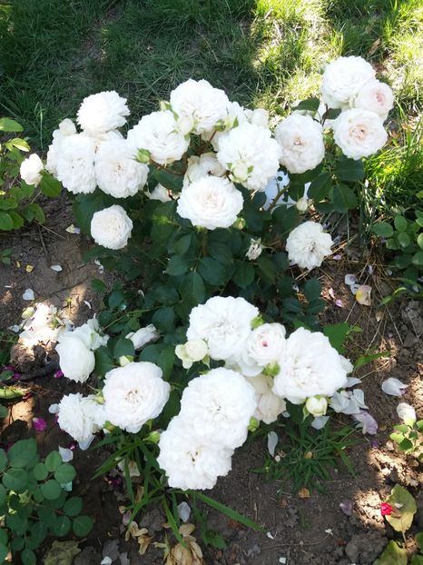  - Stephanie Baronim zu Guttenberg 1