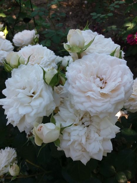  - Stephanie Baronim zu Guttenberg 1